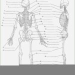 Emt Anatomy Worksheets Anatomy Worksheets