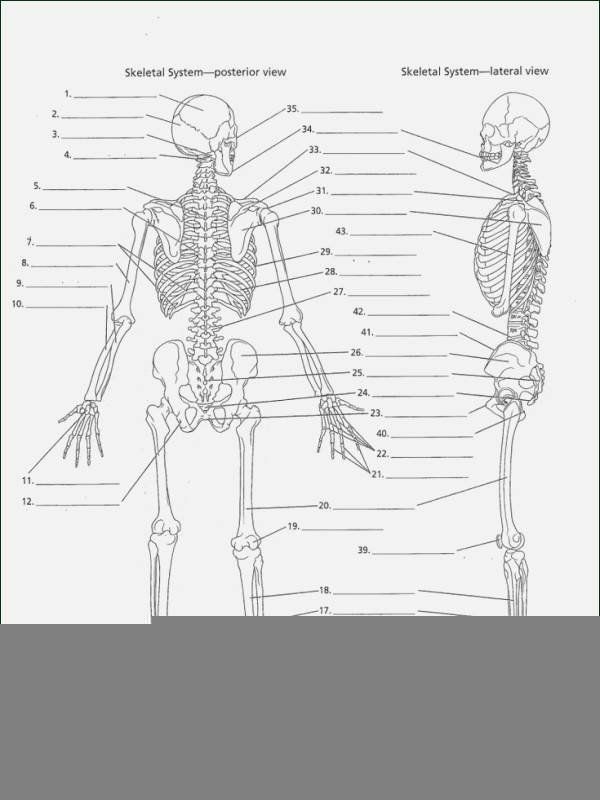 Emt Anatomy Worksheets Anatomy Worksheets