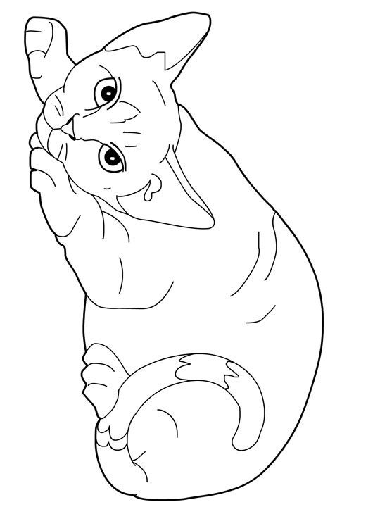 Cat Coloring Book Pages