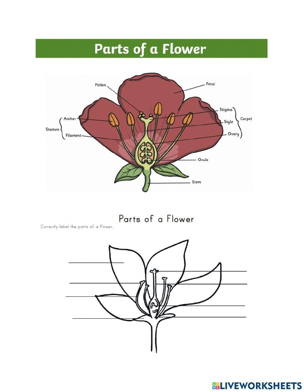 worksheet on parts of a flower