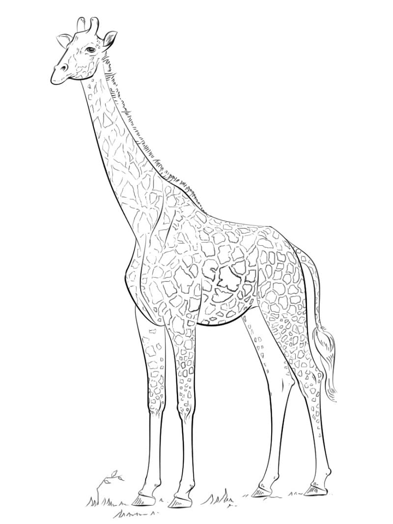 Color Page Giraffe
