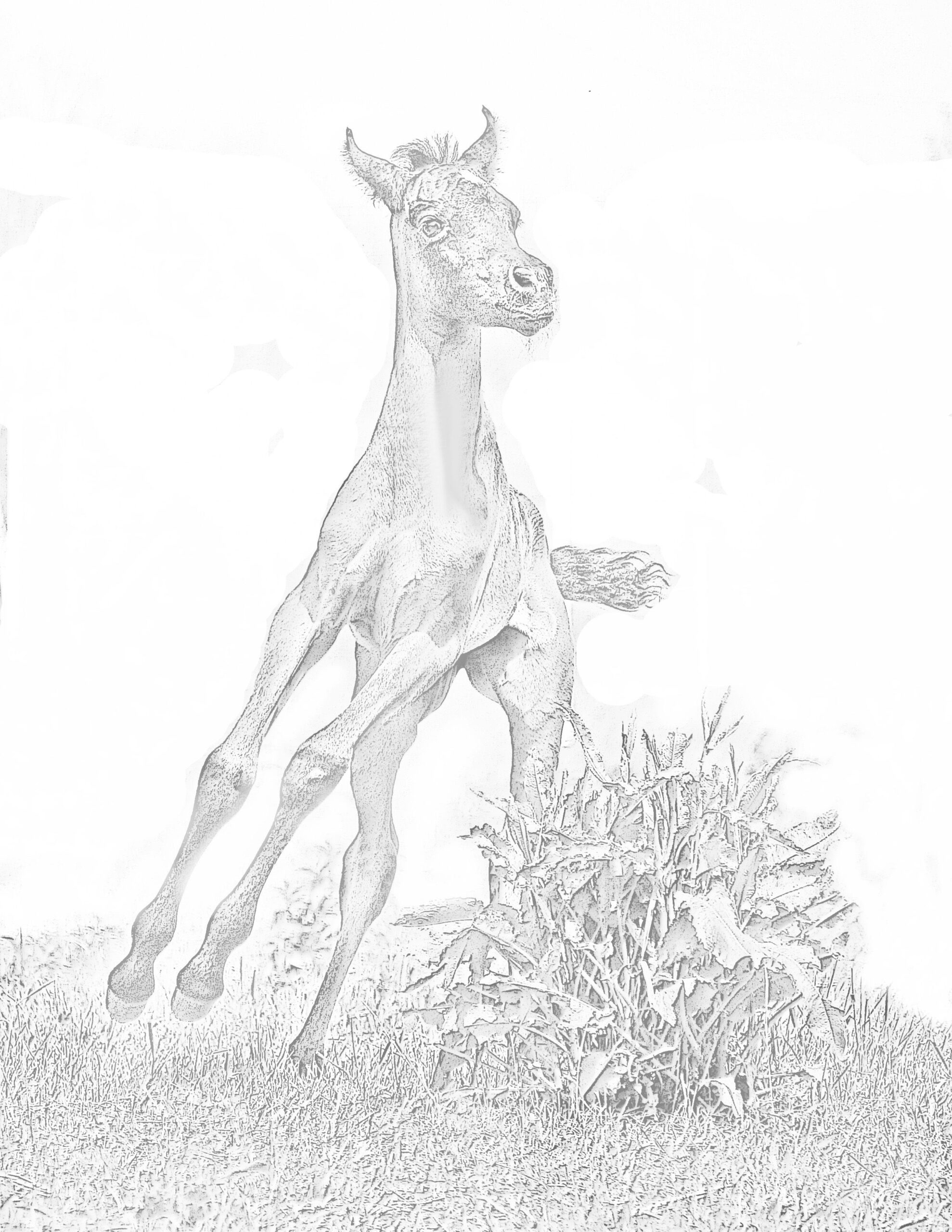 free grayscale coloring pages