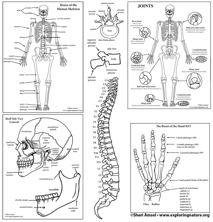skeletal system label worksheet
