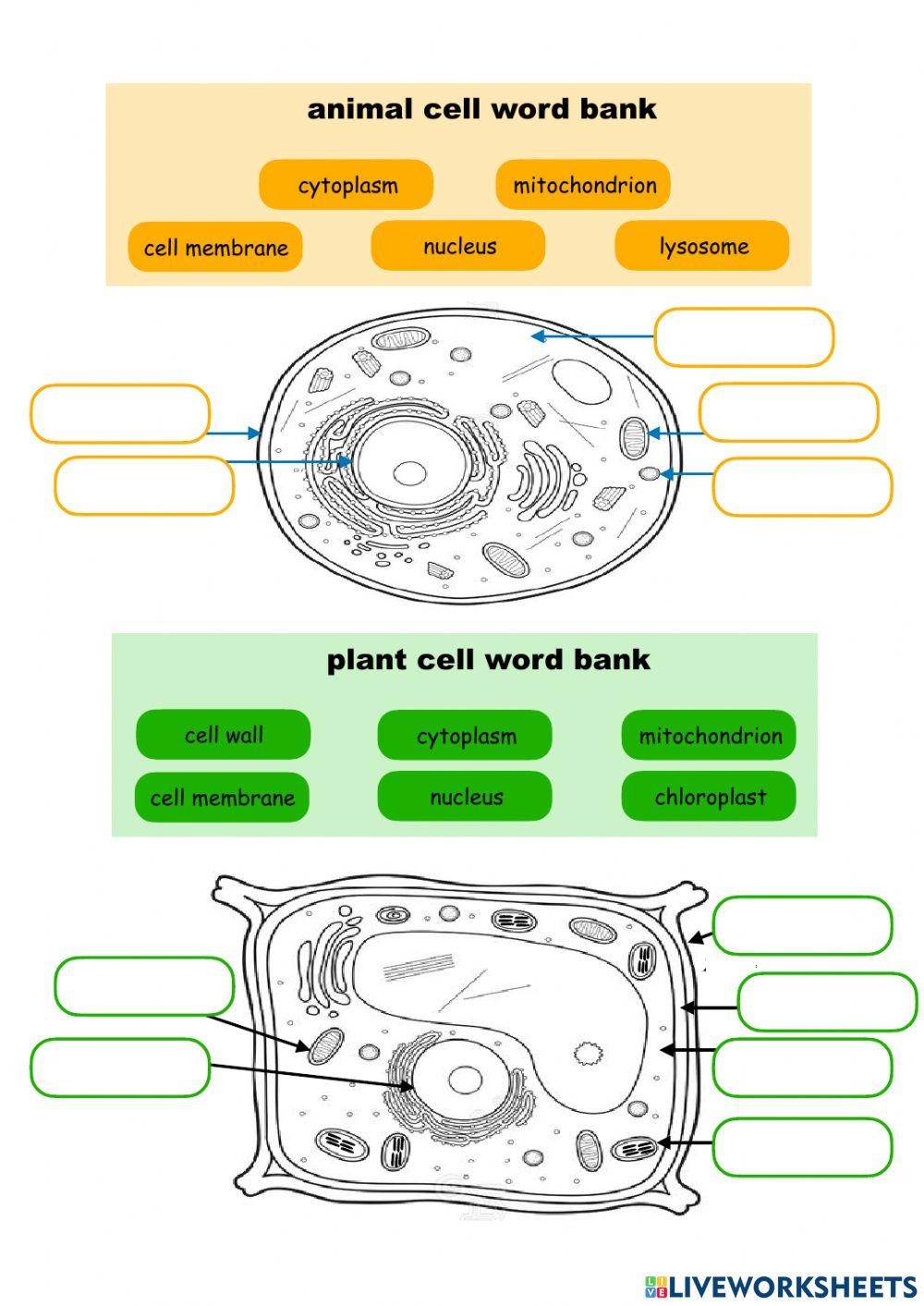 plant cell and animal cell worksheet