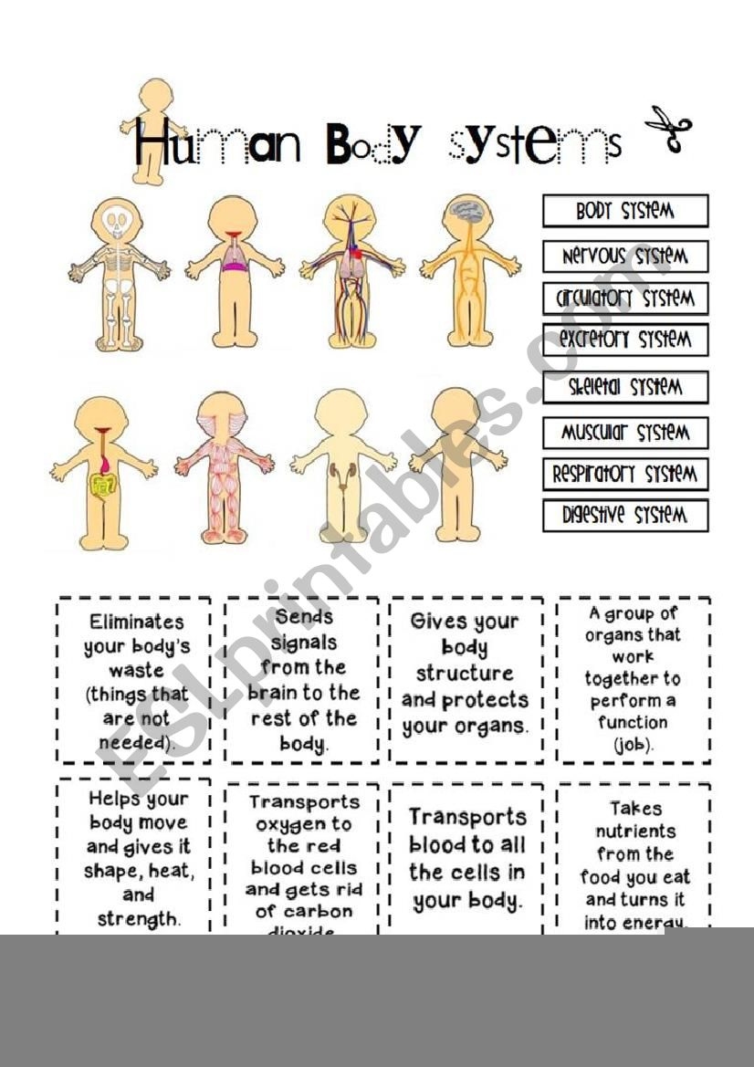 Free Printable Body Systems Worksheets Anatomy Worksheets