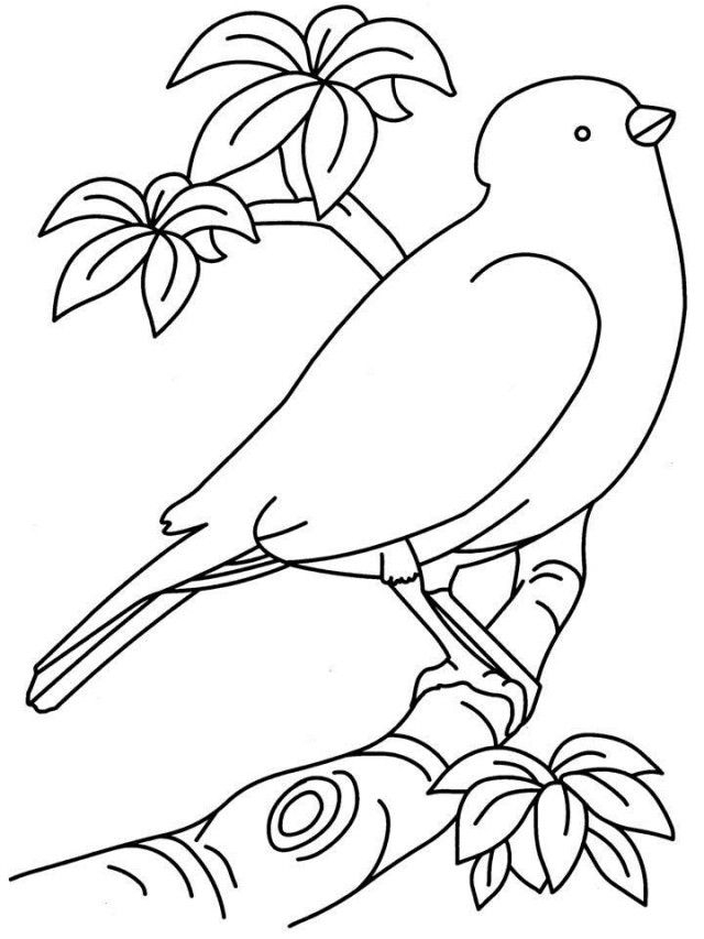 free printable coloring pages of birds