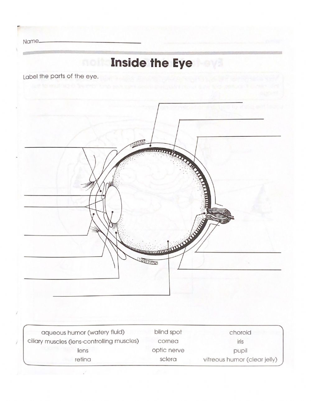 worksheets on anatomy