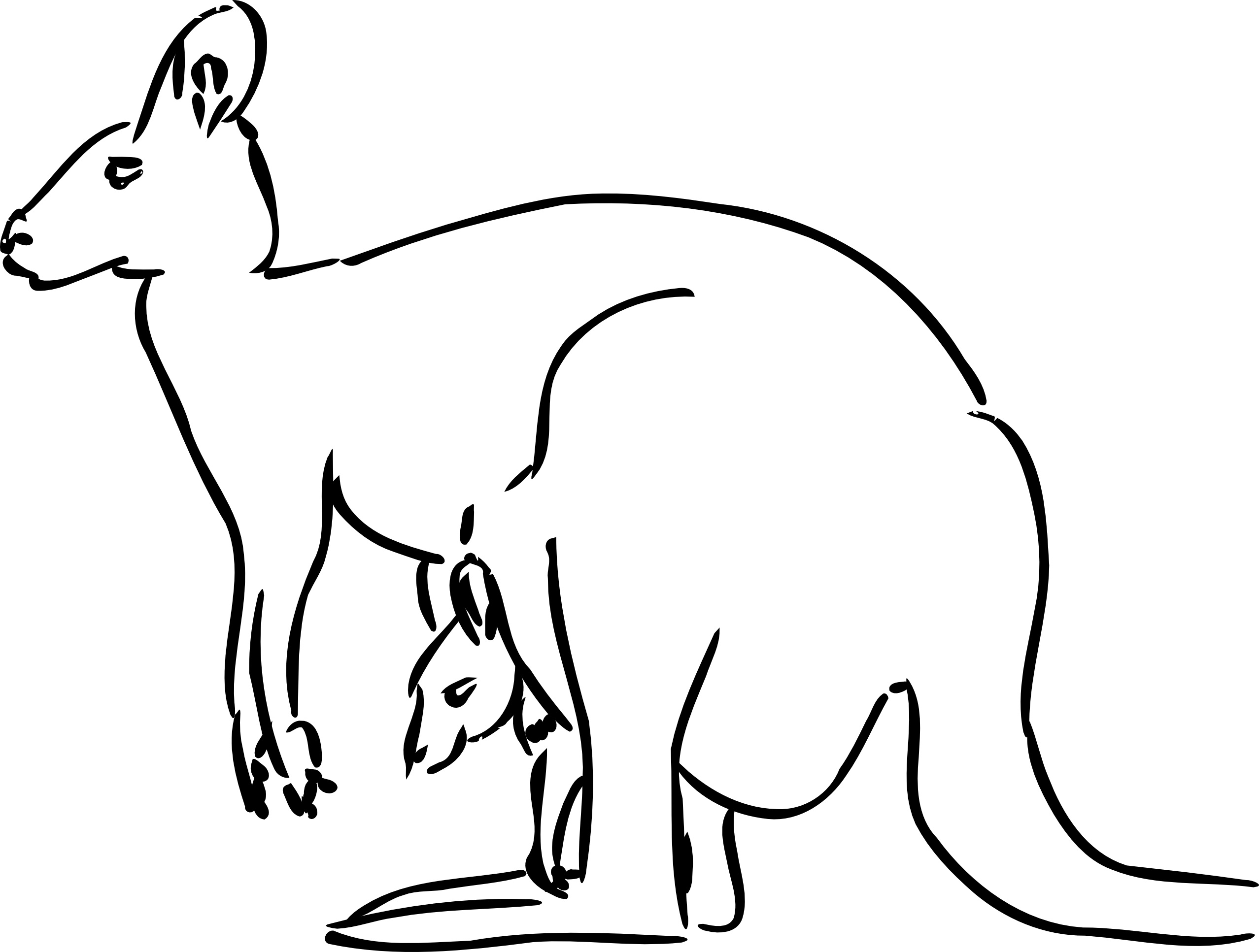 Free Printable Kangaroo Coloring Pages For Kids Animal Place