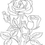Free Printable Rose Coloring Pages Free Coloring Sheet Printables For