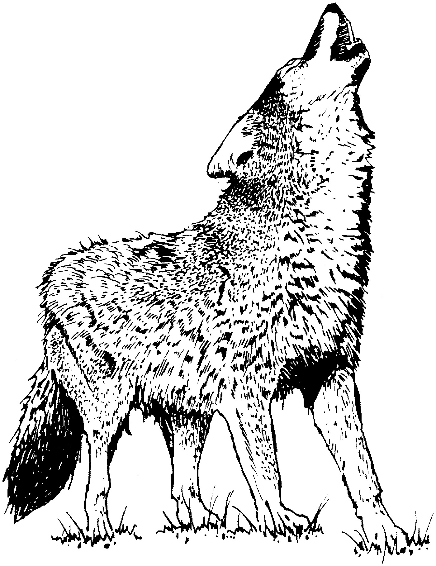 free printable wolf coloring pages