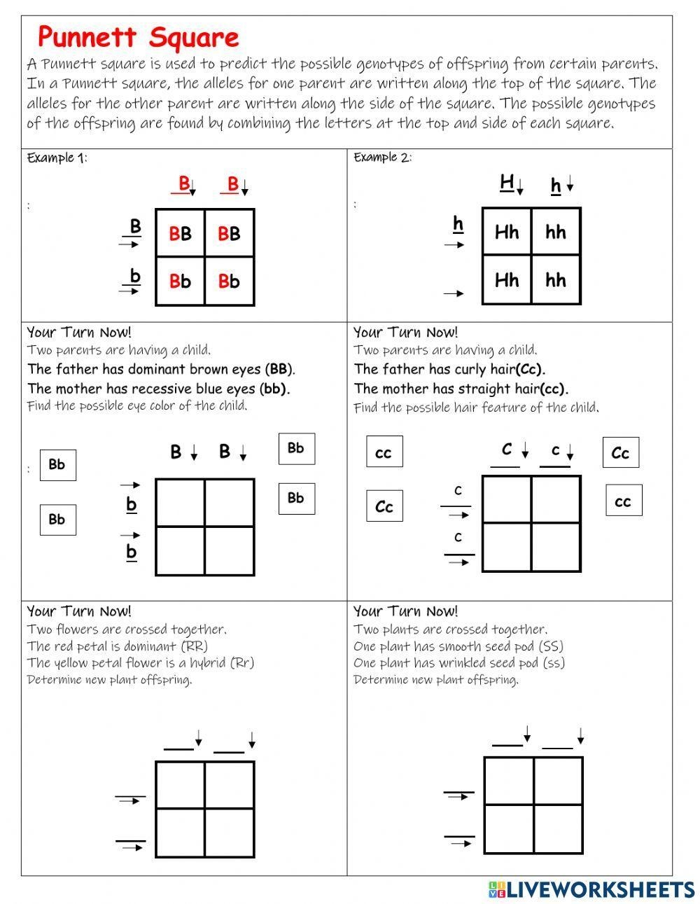 punnett square worksheet answer key