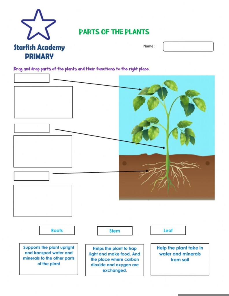 Grade 4 Science Worksheets Plants Scienceworksheets