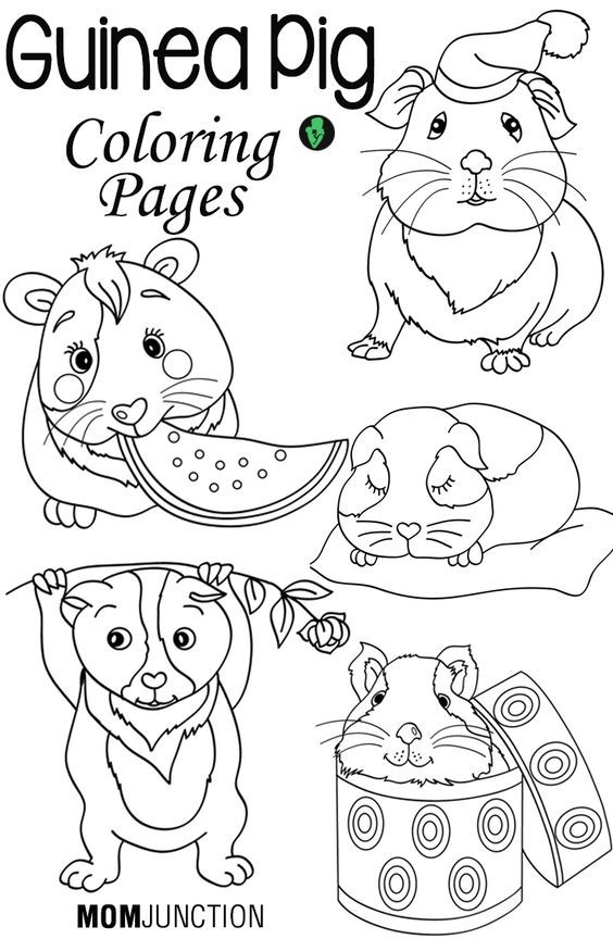 Guinea Pig Coloring Pages Coloring Home