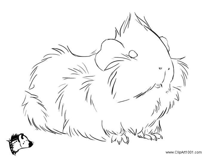 Coloring Pages Guinea Pigs