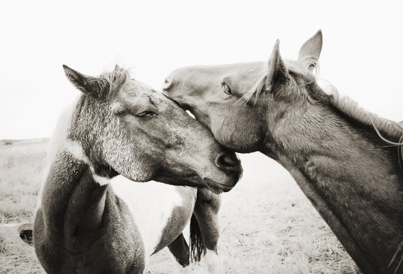 Horse Valentine Cards Printable Horse Card For Valentines Day 2017 