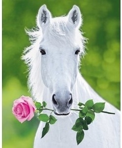 printable horse valentine cards