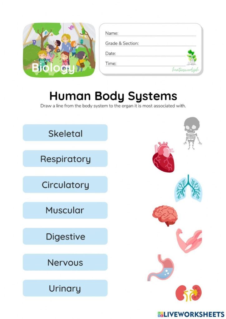Human Body Systems HuntersWoodsPH Worksheet Interactive