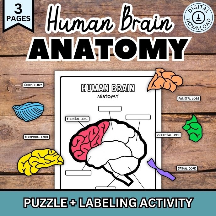 Human Brain Anatomy For Kids Printable Worksheet Activity Puzzle 