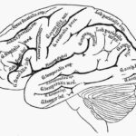 Human Brain Coloring Page Coloring Home