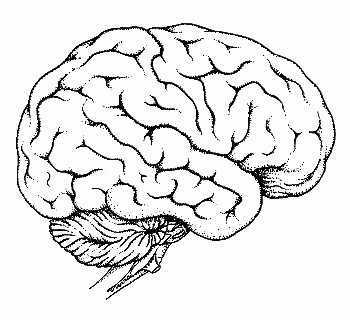 Human Brain Coloring Page Coloring Home