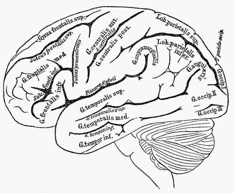 Human Brain Coloring Page Coloring Home