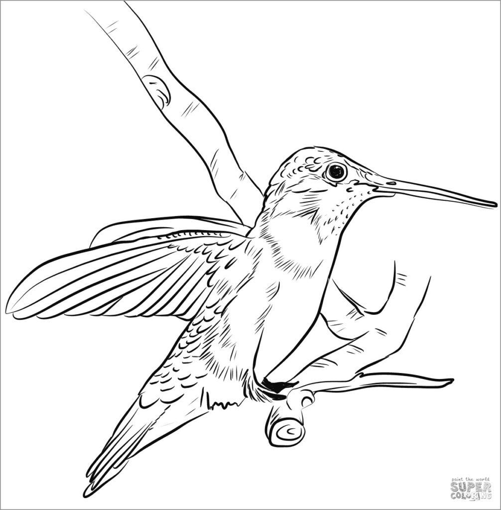 Hummingbird Coloring Pages ColoringBay