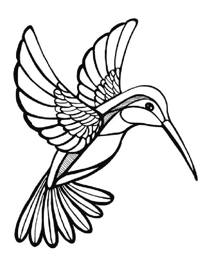 Hummingbird Coloring Pages Free Printable PDF 