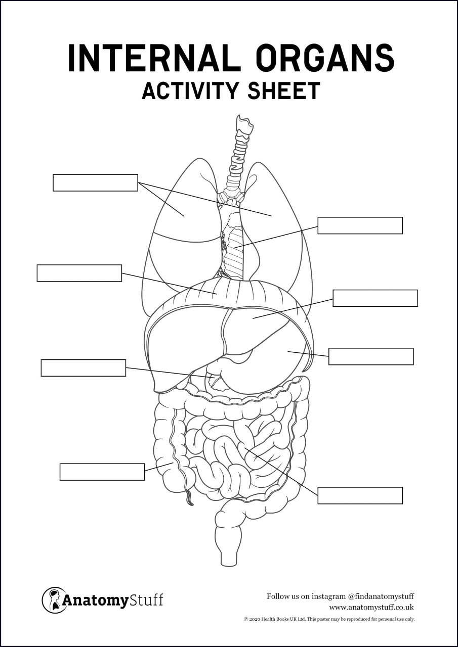 Internal Organs Activity Sheet PDF Worksheets Library