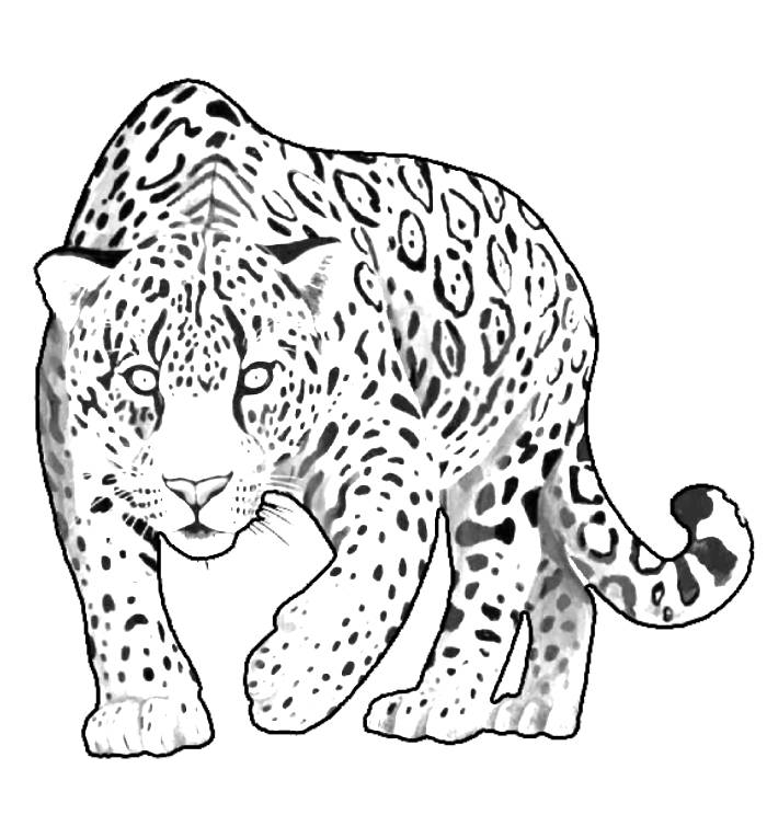 Jaguar Animal Coloring Pages