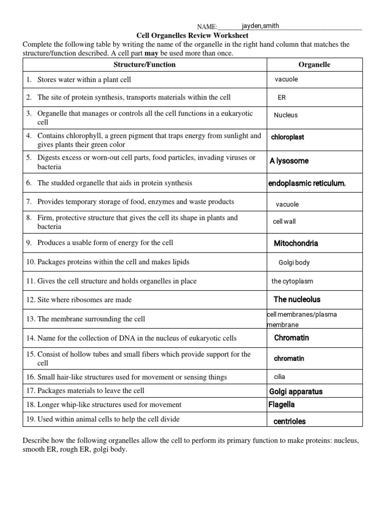 Jayden Smith Handout Cell Organelle Review Worksheet PDF 