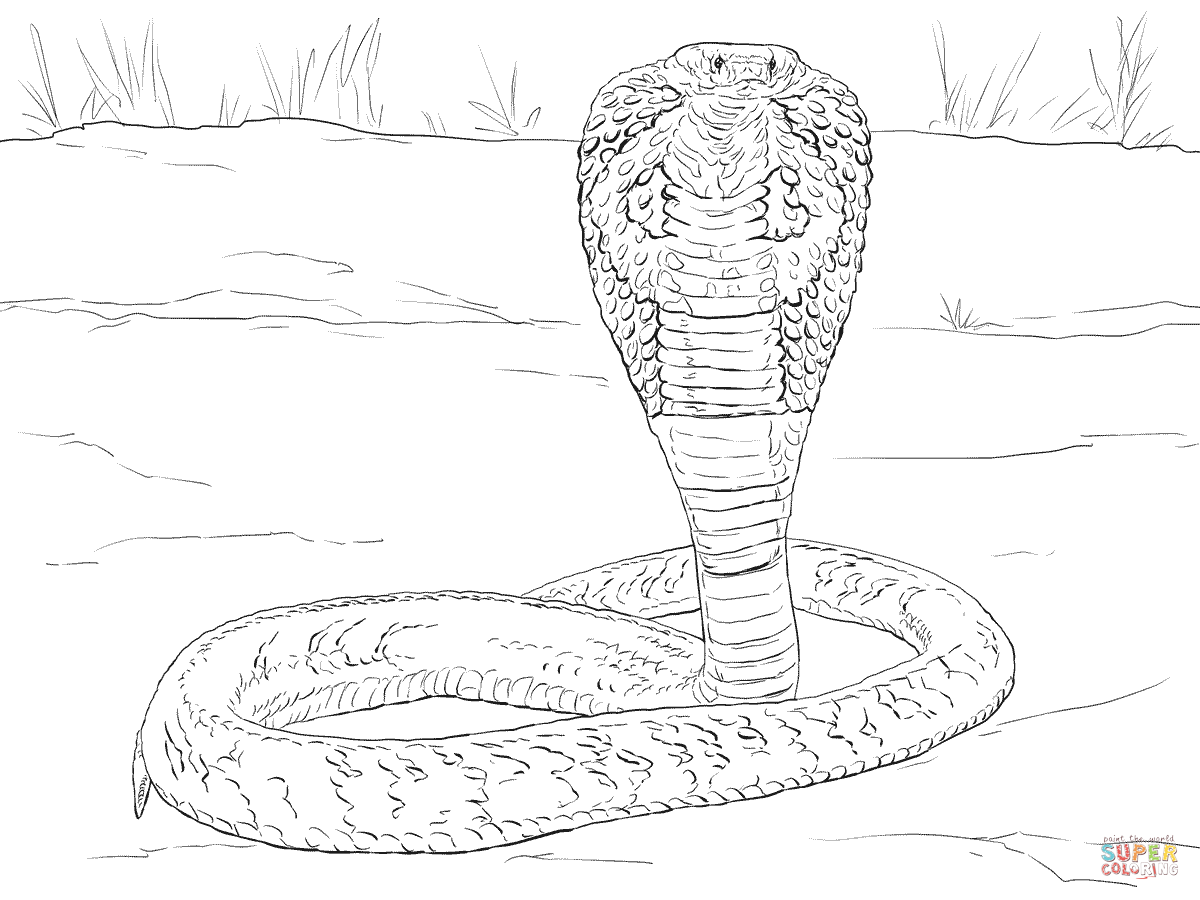 Cobra Coloring Page