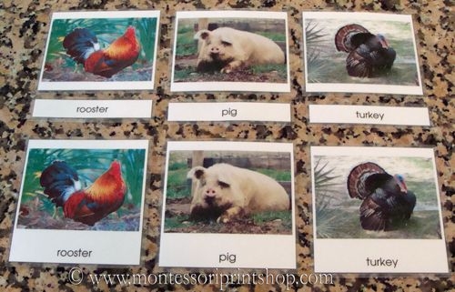Learn To Prepare Printable Montessori 3 Part Cards For Classified Cards 