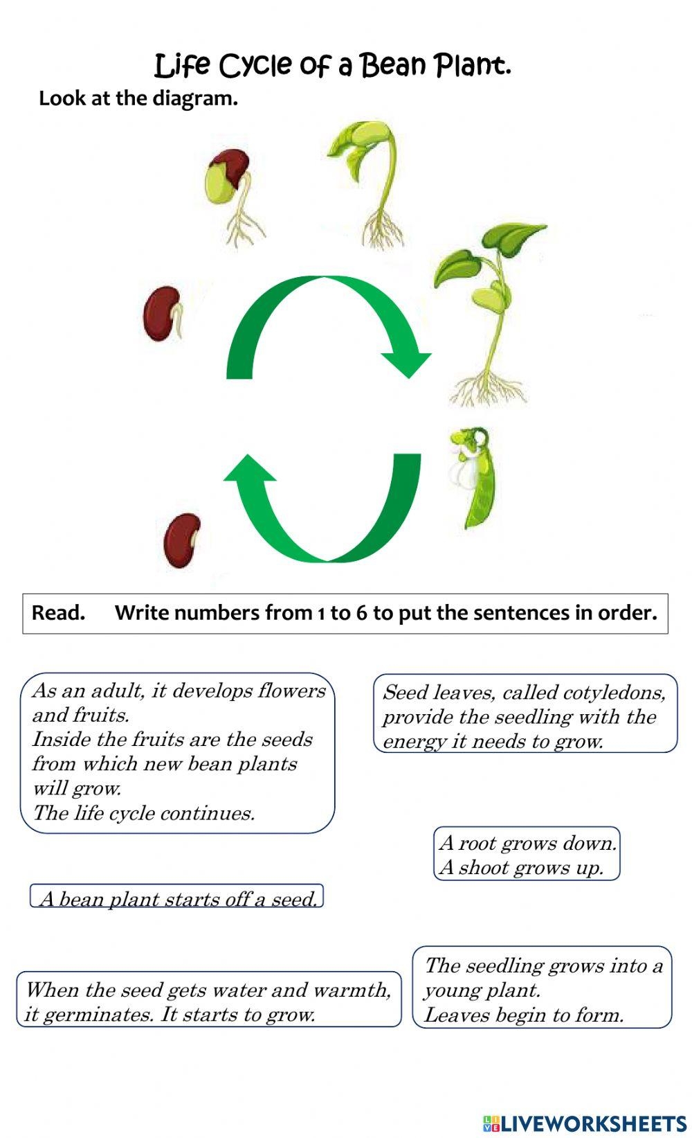 Life Cycle Of A Bean Plant Foldable Kids Craft Science Activity A4 