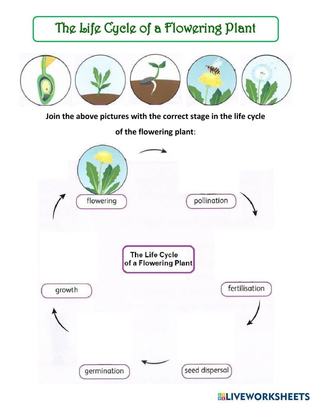 Life Cycle Of A Flowering Plant Interactive Worksheet Live 