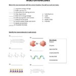 Macromolecule Worksheet Worksheets Library