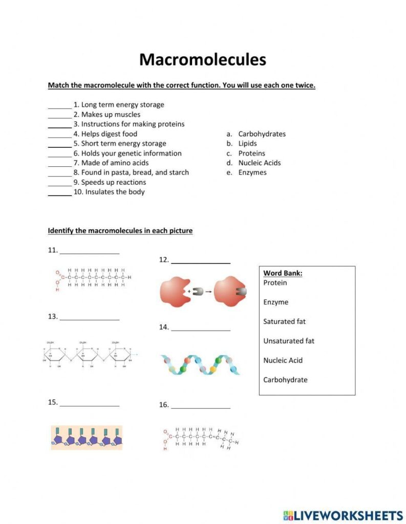 Macromolecule Worksheet Worksheets Library