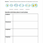 Meiosis CK 12 Foundation Worksheets Library