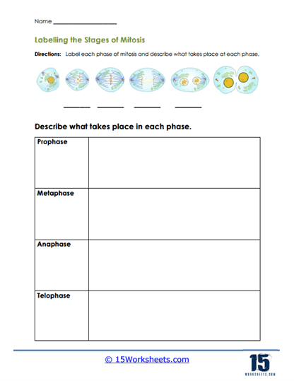 Meiosis CK 12 Foundation Worksheets Library