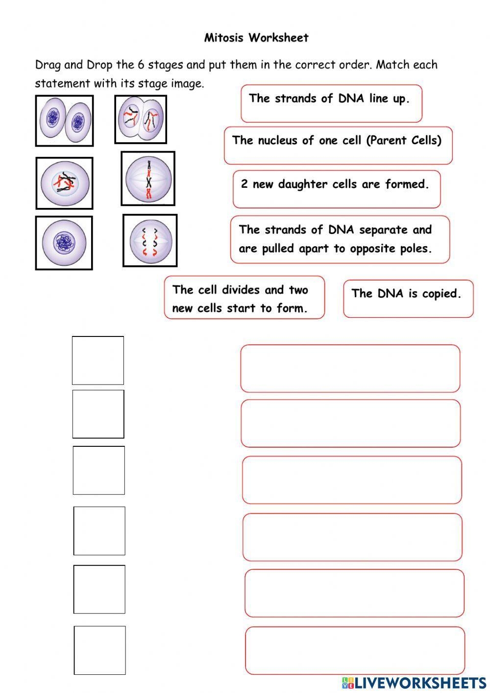 worksheet mitosis