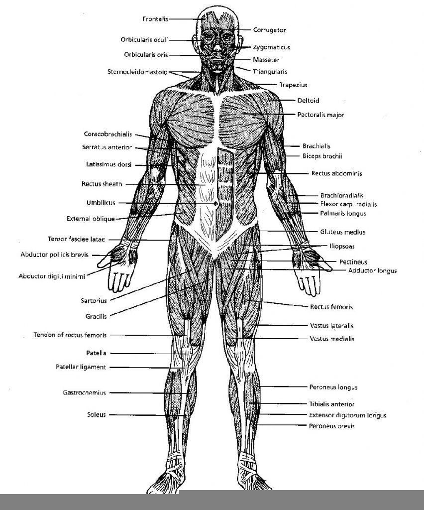 Muscle Labeling Worksheet For College Anatomy Worksheets