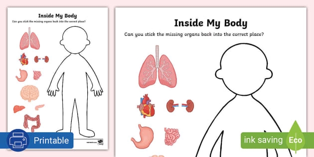 printable organs worksheet