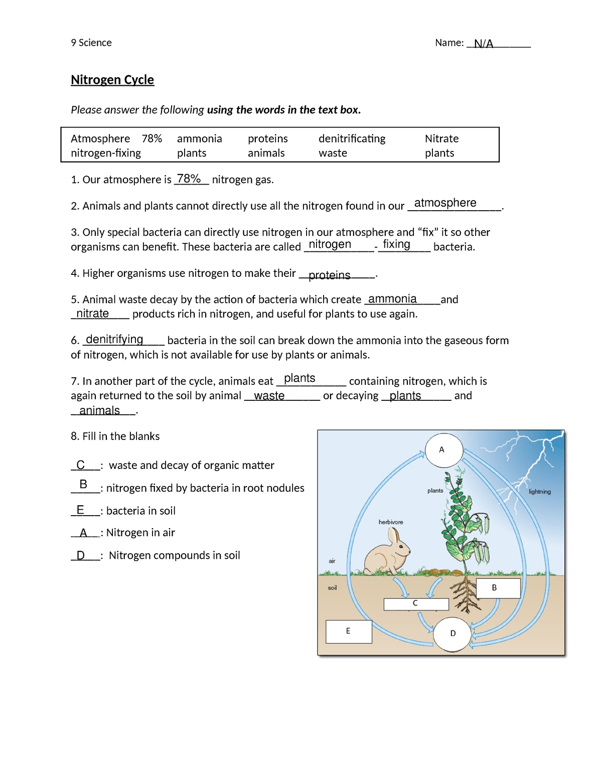 Nitrogen Cycle W Questions docx Nitrogen Cycle Worksheet 