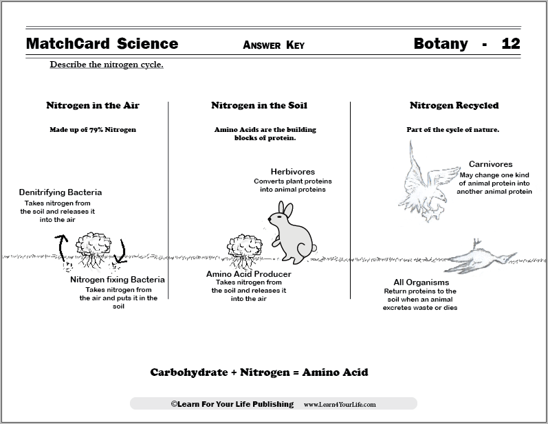 Nitrogen Cycle Worksheet Worksheets Library