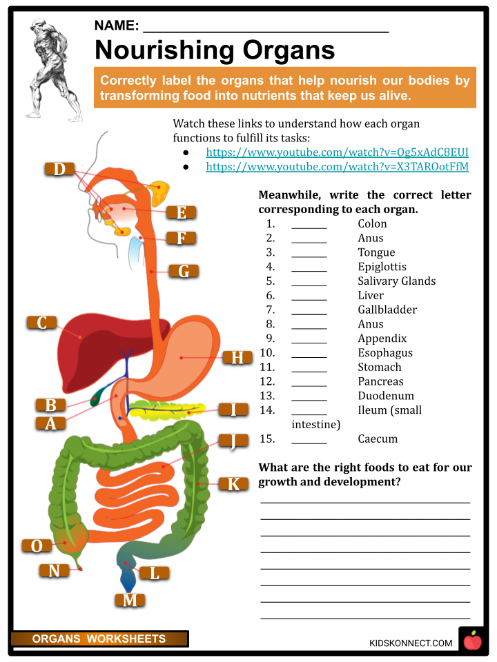 Organs Worksheets Facts Internal External Organs Functions 