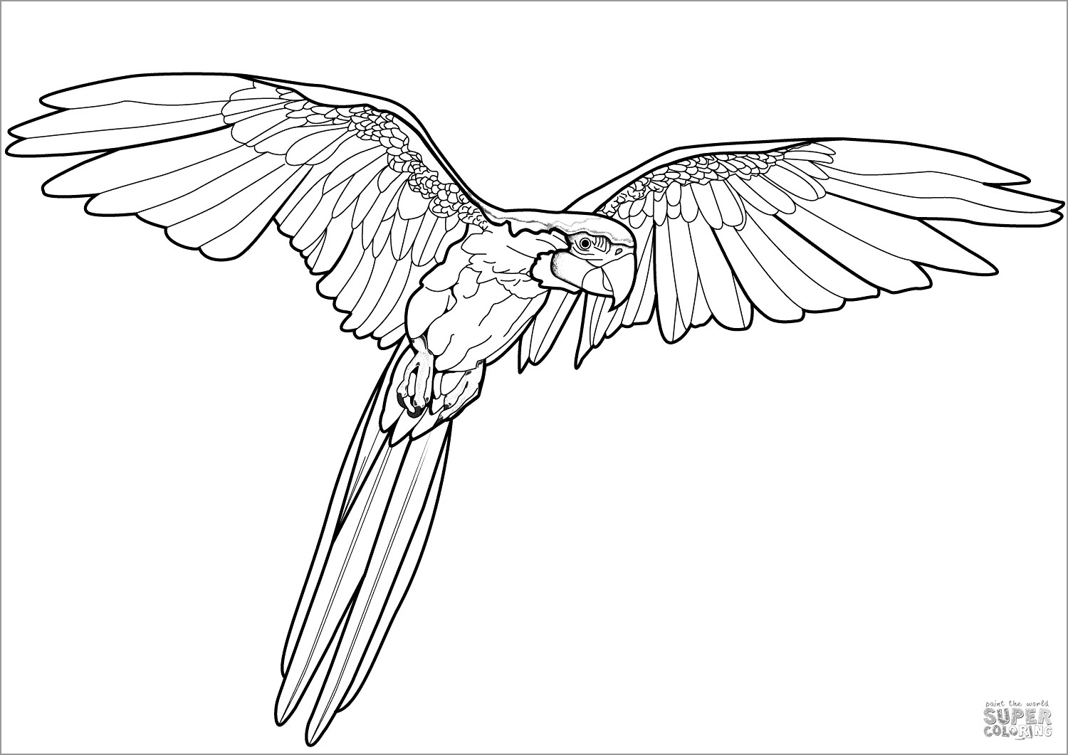 Parrot Coloring Pages ColoringBay