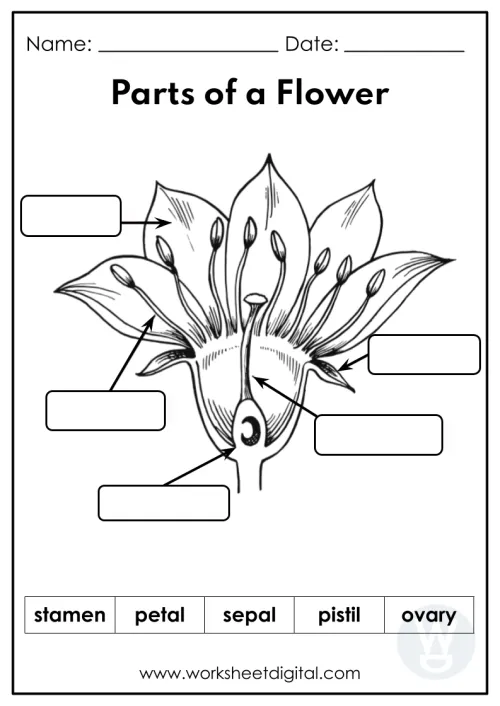 Parts Of A Flower Word Trace Raising Hooks Worksheets Library