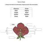 Parts Of A Flower Worksheets Superstar Worksheets Worksheets Library
