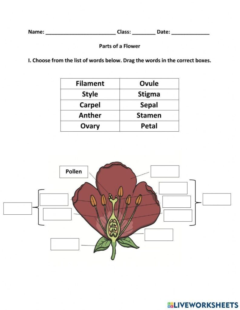 Parts Of A Flower Worksheets Superstar Worksheets Worksheets Library