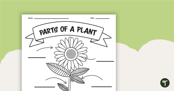 Parts Of A Plant And Their Functions Worksheet Pdf Infoupdate