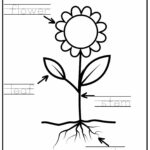 Parts Of A Plant Vocabulary Worksheet Write The Words And Color